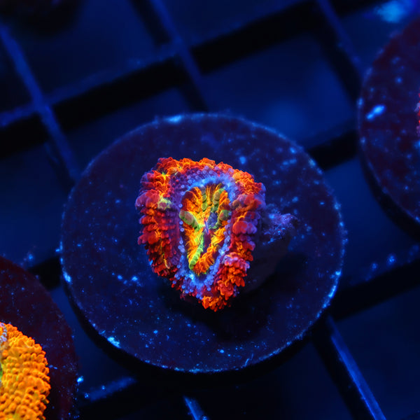 New Release TCK King Candy Acan Lord