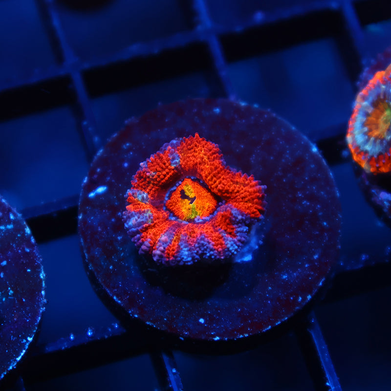 TCK Rainbow Swirl Acan Lord