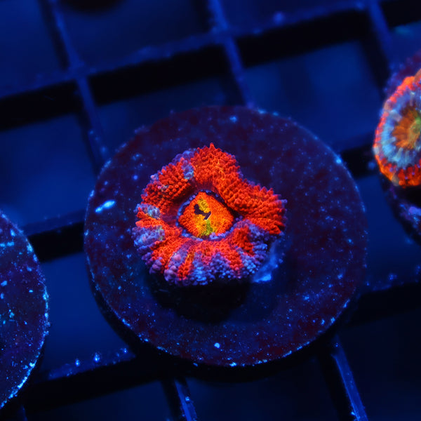 TCK Rainbow Swirl Acan Lord