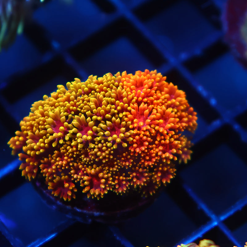 TCK Bicolor Rainbow Crunch Bernardpora Goni