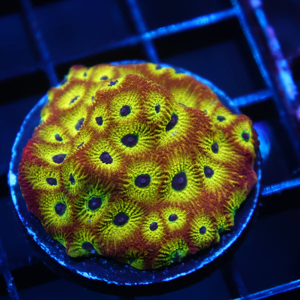 RR Spicy Lemon Favia