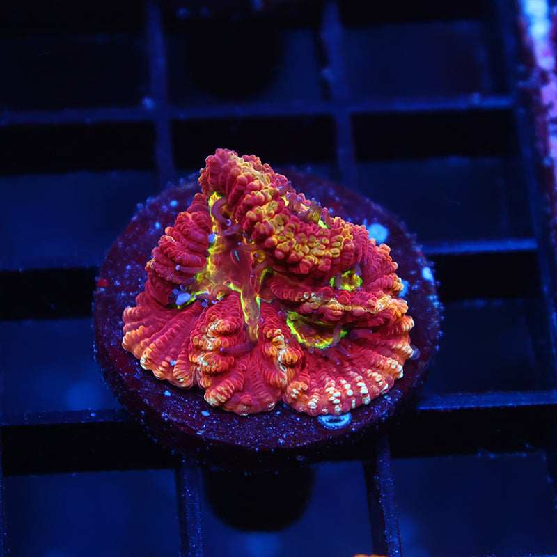 TCK Fireball Favia