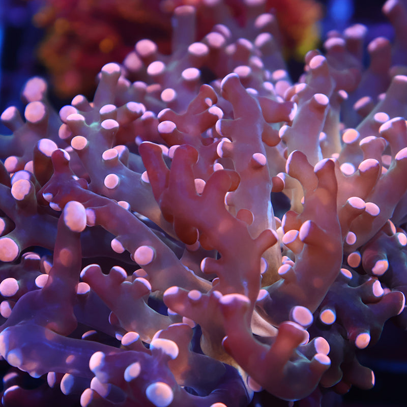TCK Branching Peach Frogspawn