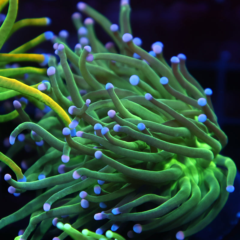 TCK Bicolor Tips Green Torch