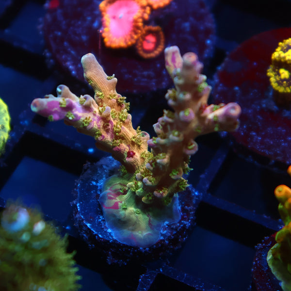 TCK Grafted Kaleidoscope