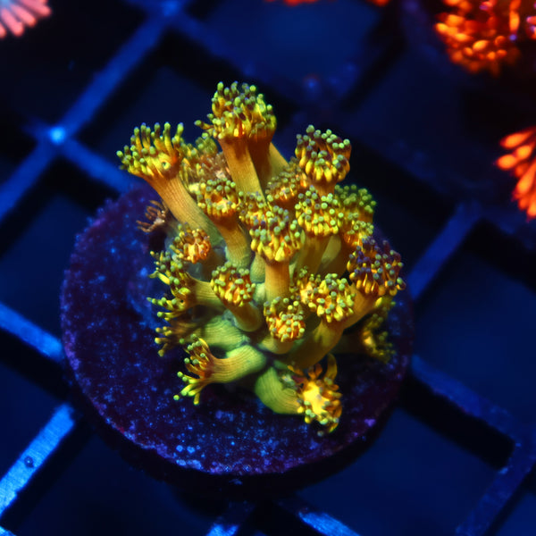 TCK Grandmaster Goni