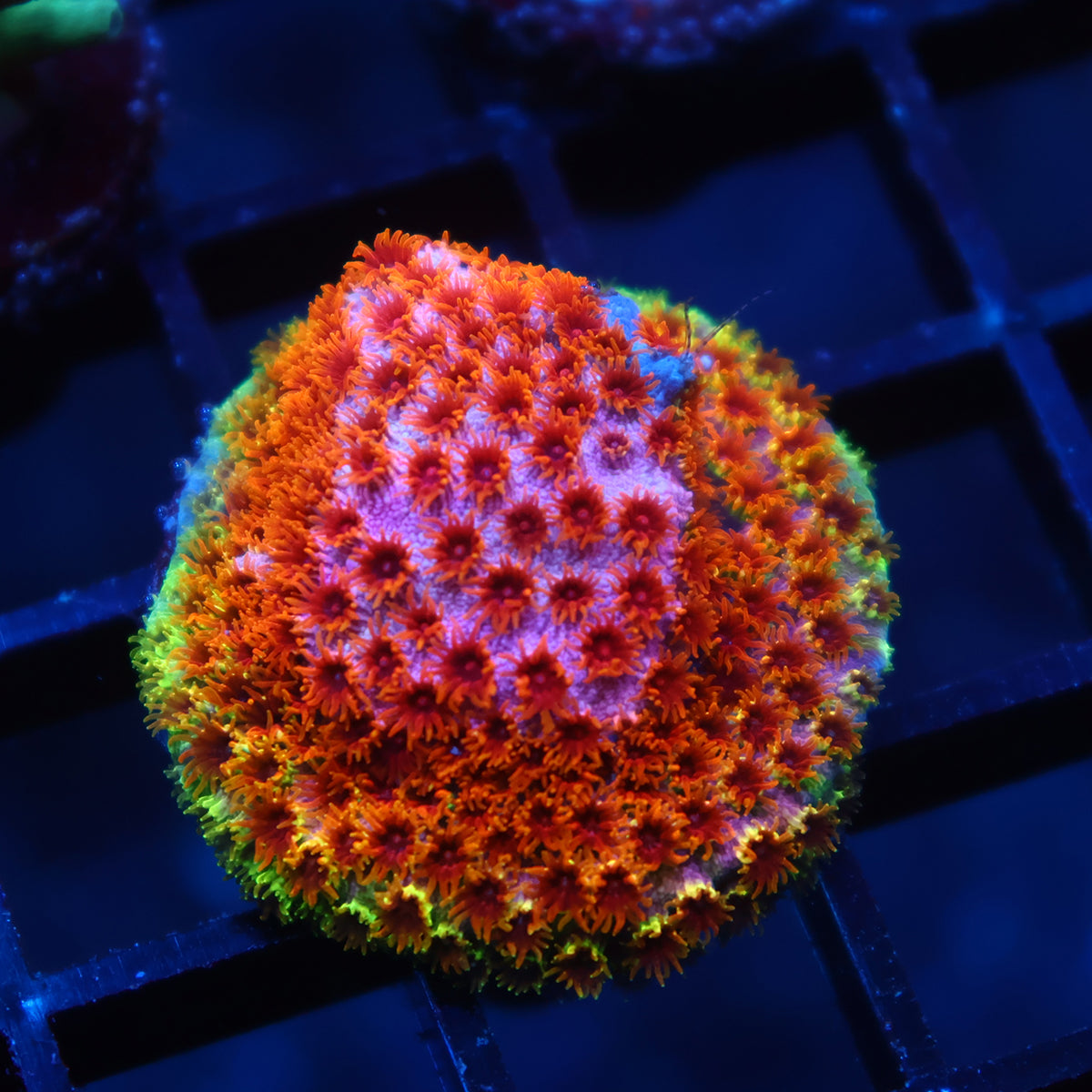 Skittles Bomb Cyphastrea