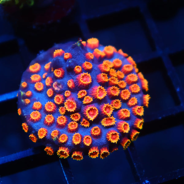 WWC Bizarro Cyphastrea