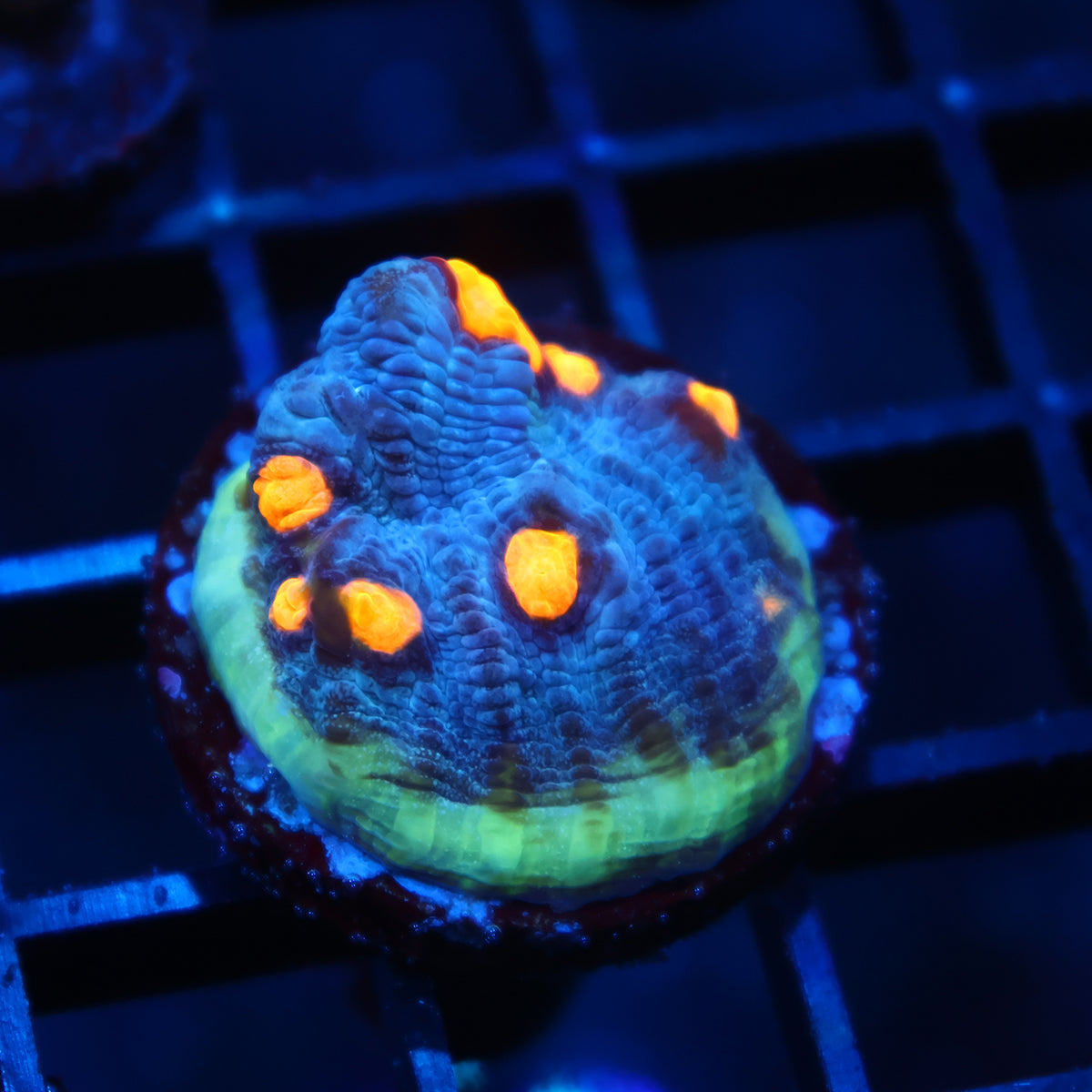 TCK Halloween Mycedium