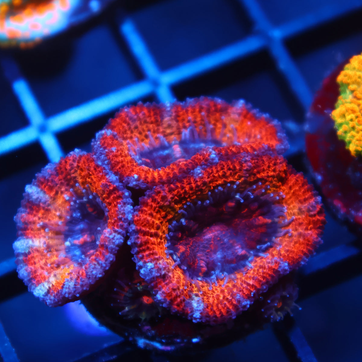 TCK Solar Storm Acan Lord