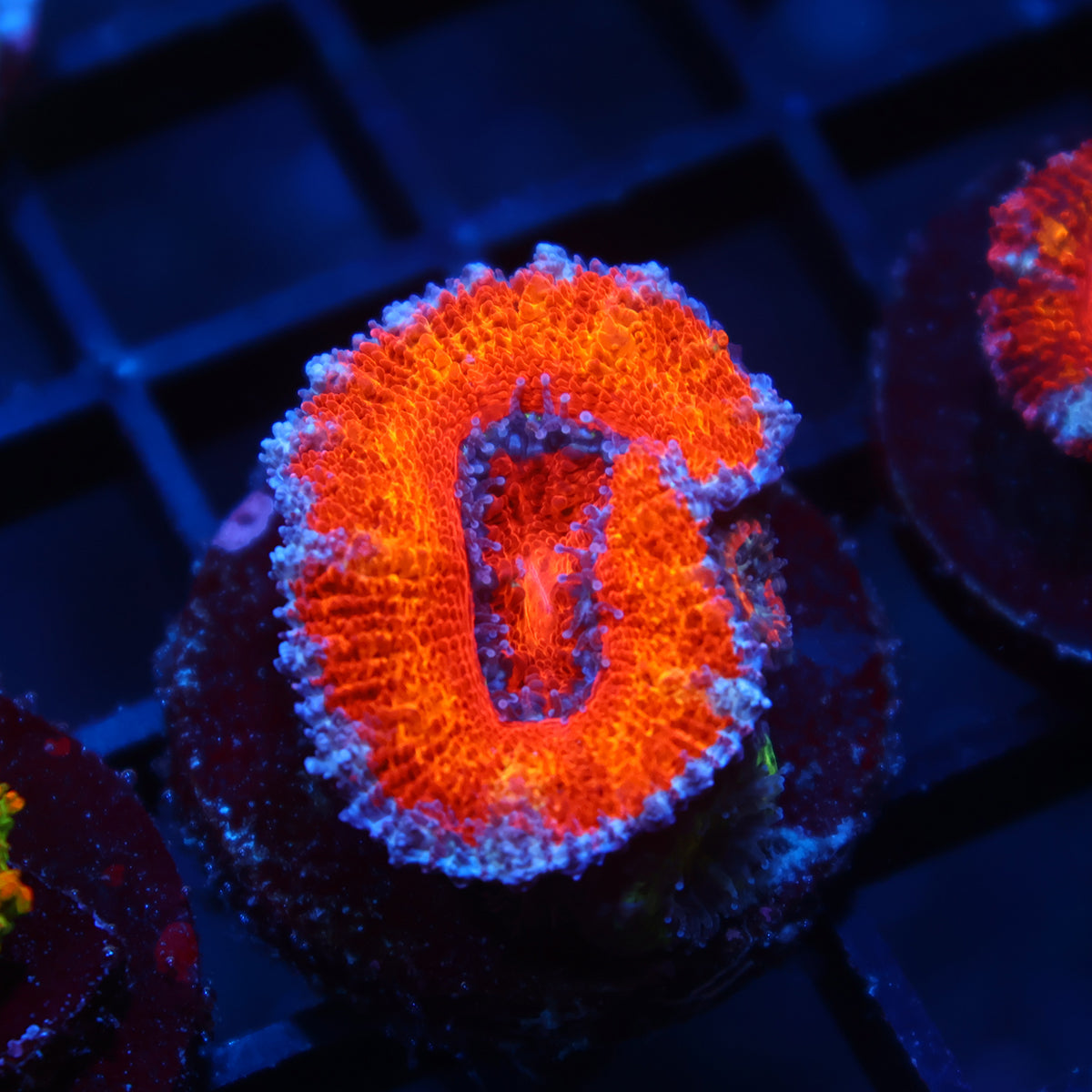 TCK Orange Rainbow Acan Lord