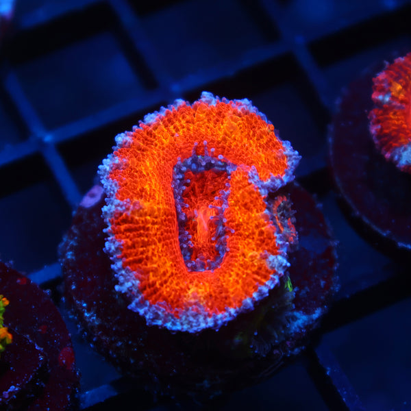 TCK Orange Rainbow Acan Lord