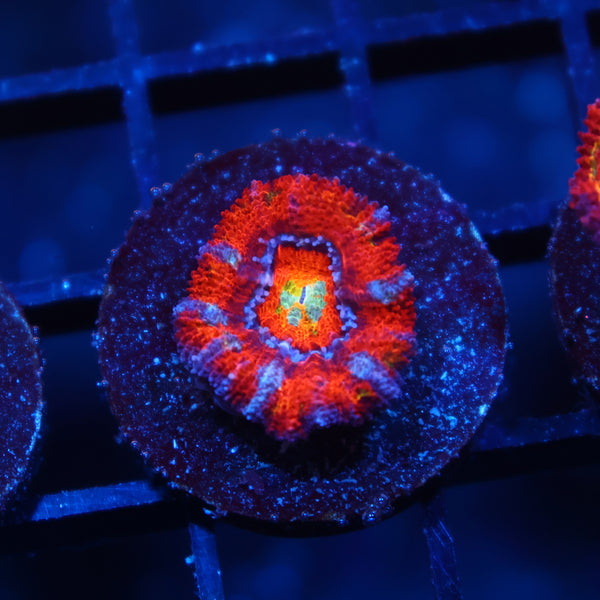 TCK Rainbow Swirl Acan Lord