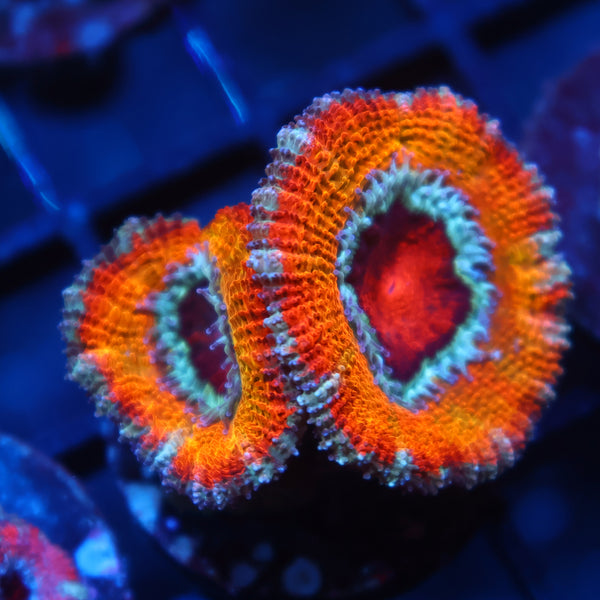 TCK Juicy Big Polyp Beyond the Horizon Acan Lord