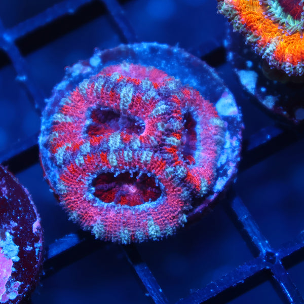 TCK Pink Acan Lord