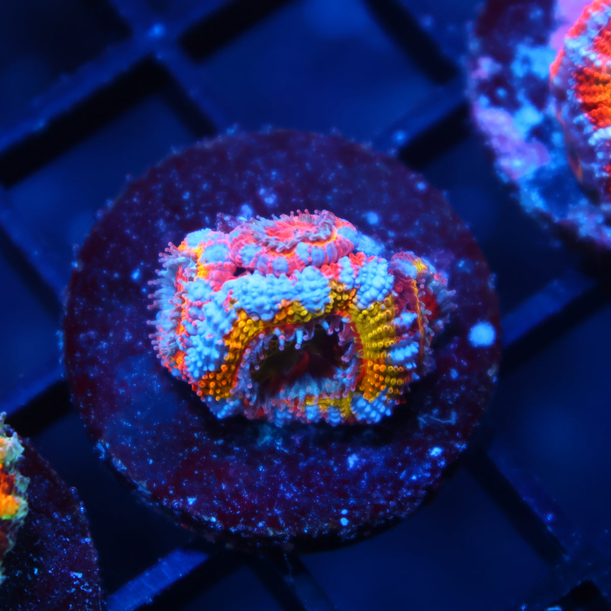 TCK Grafted Insanity Rainbow Acan Lord