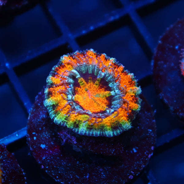 TCK Awesome Orange Acan Lord