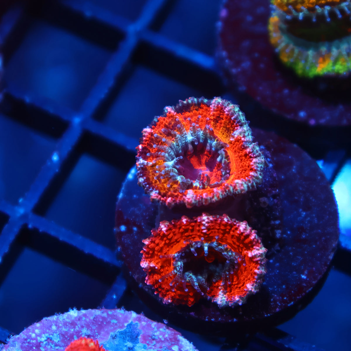 TCK Grafted Sunrise Acan Lord