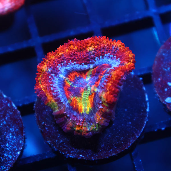 New Release TCK King Candy Acan Lord