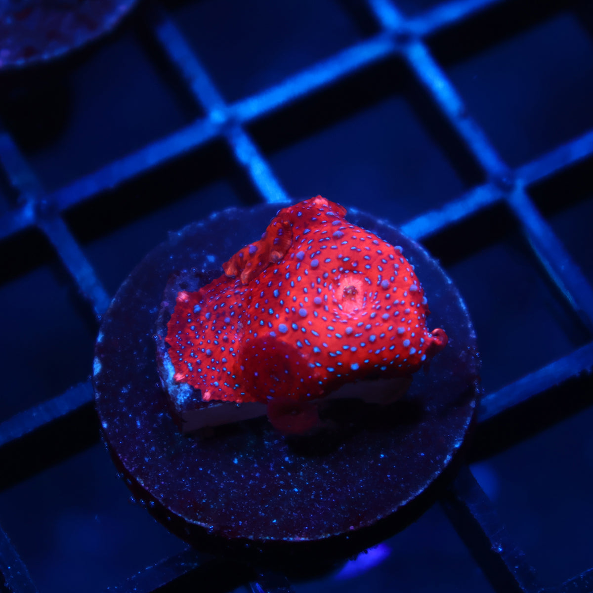 TCK Superman Mushrooms