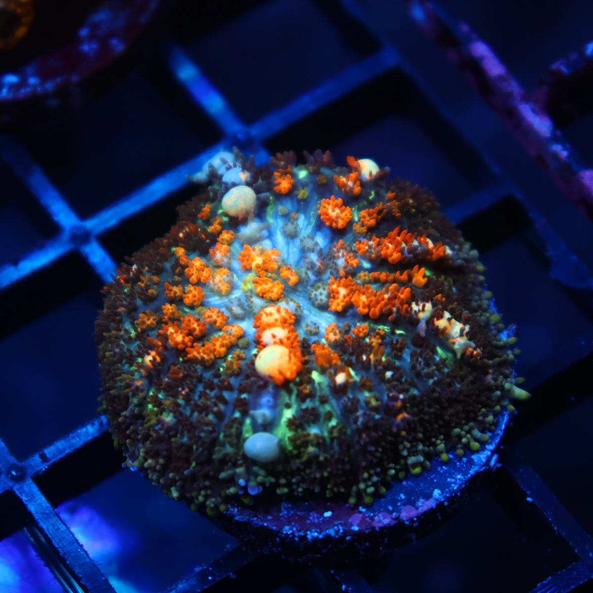 TCK Powerball Bounce Mushroom