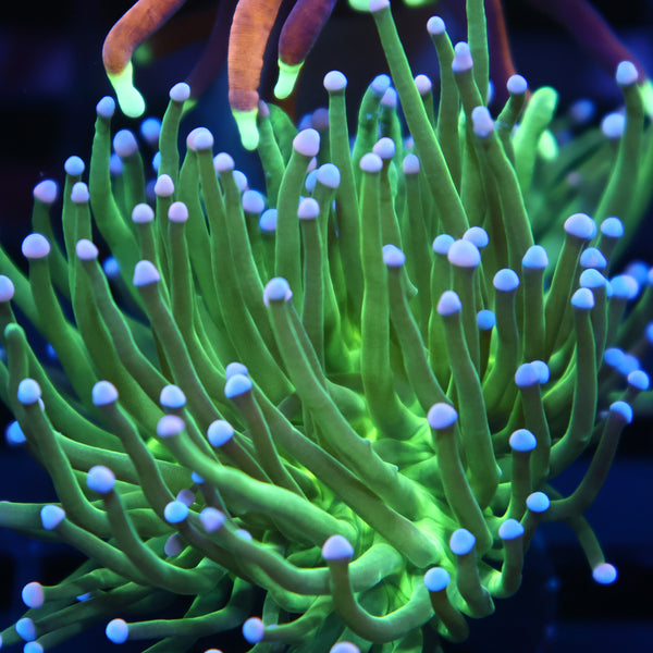 TCK Bicolor Tips Green Torch