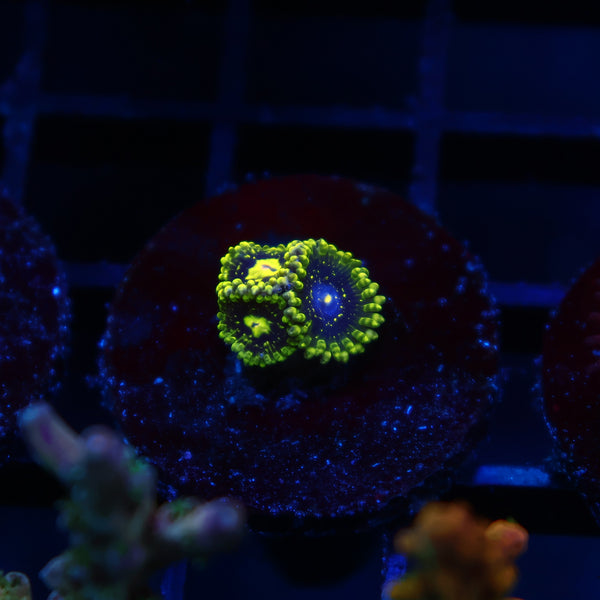 Exospheres
