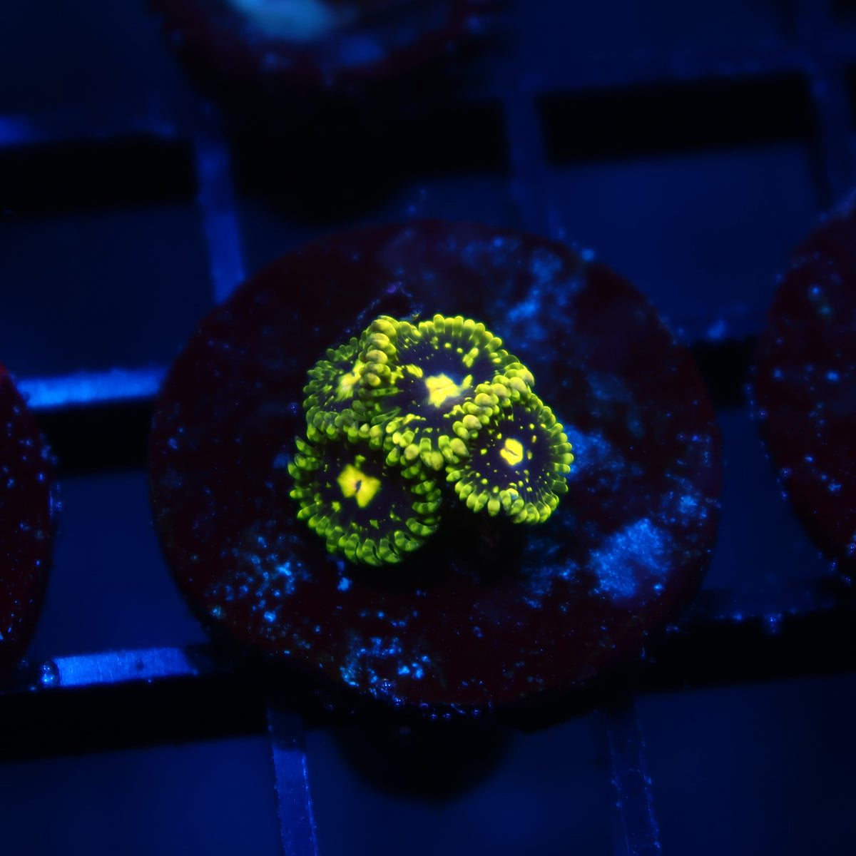 Exospheres