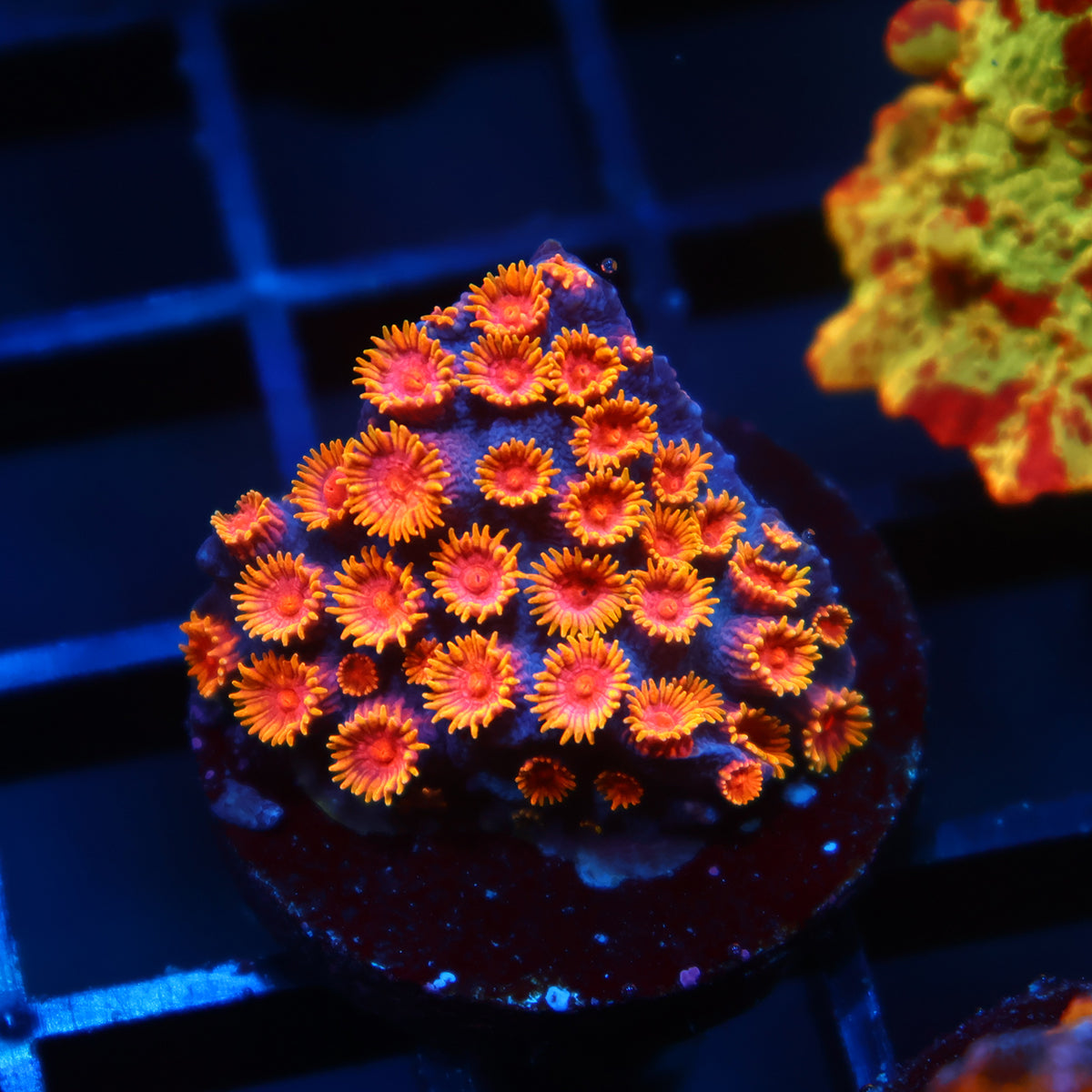 WWC Bizarro Cyphastrea