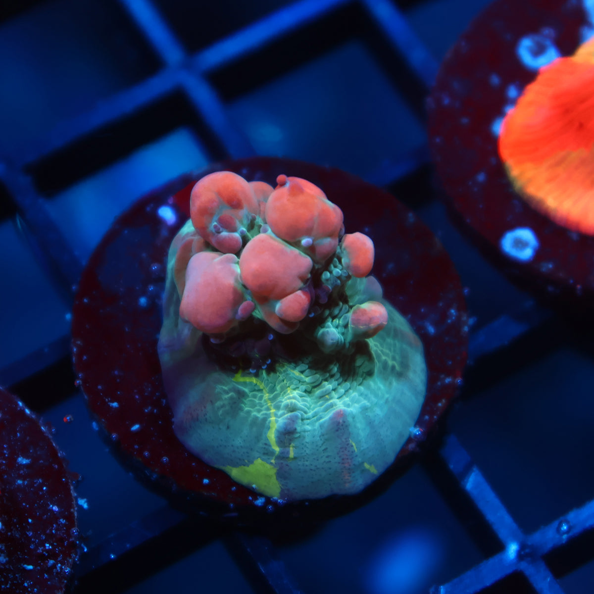 WWC Cosmic Candy Bounc Chalice