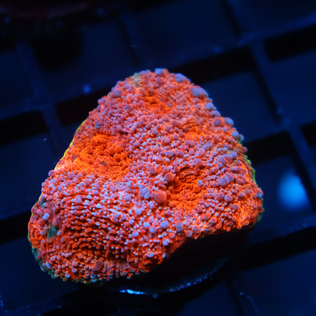 TCK Rainbow Echinata