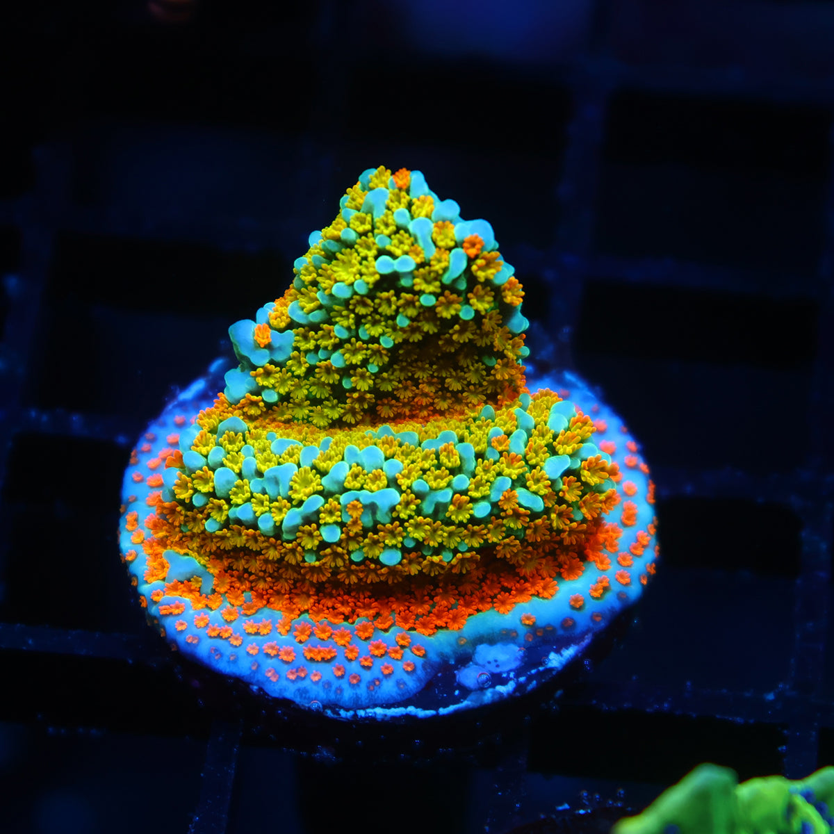 TCK Rainbow Roads Monti