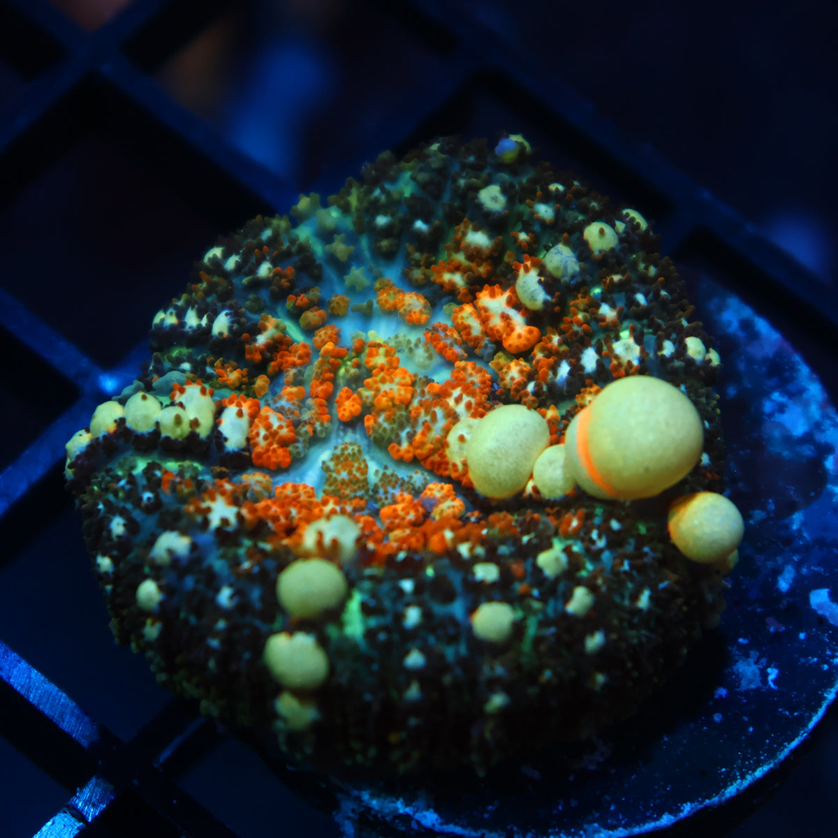 TCK Powerball Bounce Mushroom