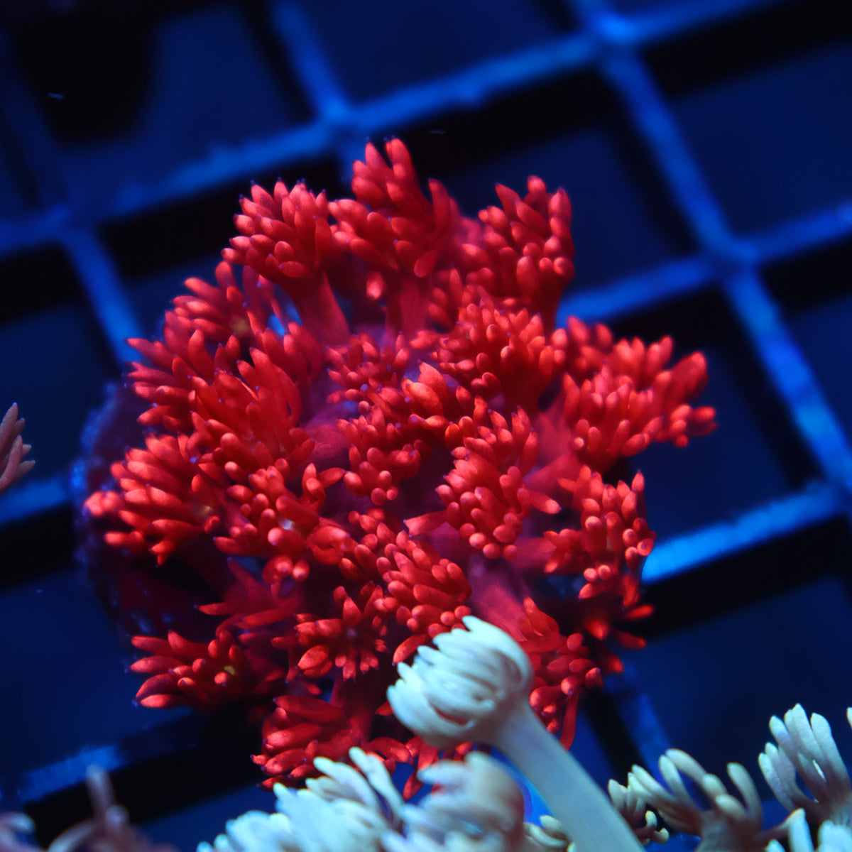 TCK Red Goni
