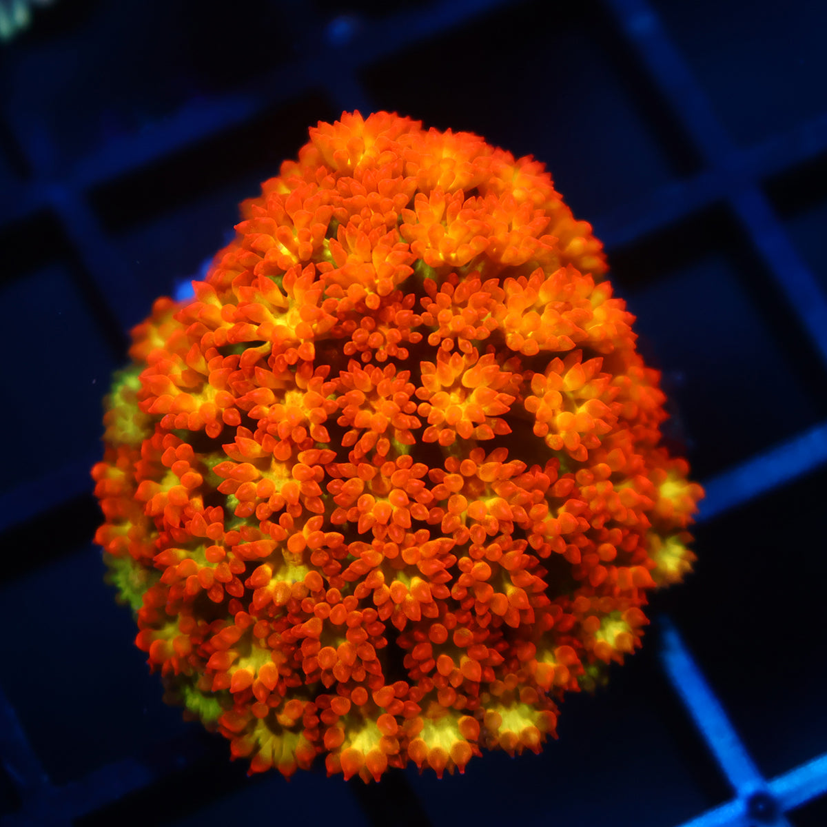STOCK - TCK Rainbow Crunch Goni Bernardpora – TCKCorals