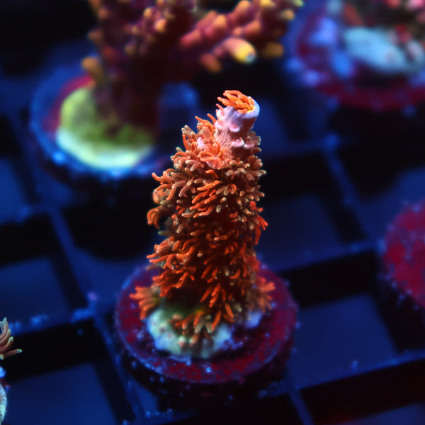 TCK Molten Polyps Tenuis
