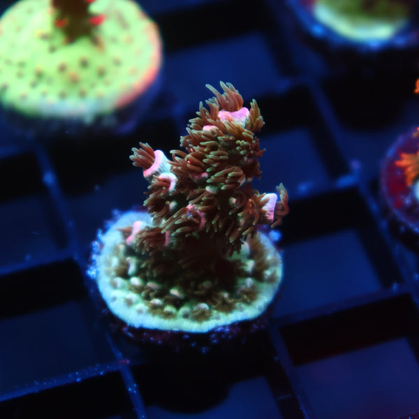 TCK Pink Immolation Tenuis