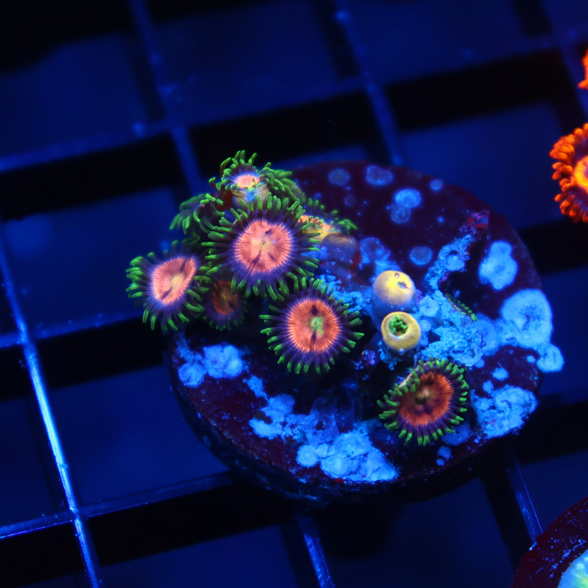 Laser Lemons