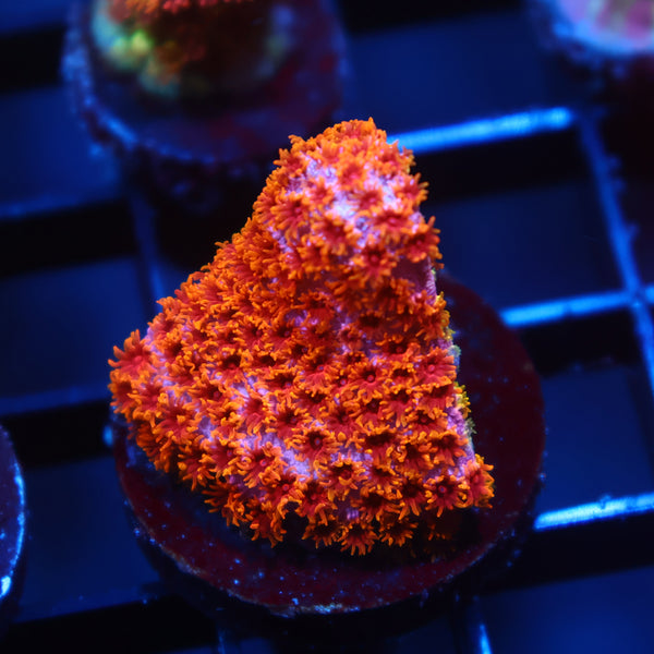 Skittles Bomb Cyphastrea