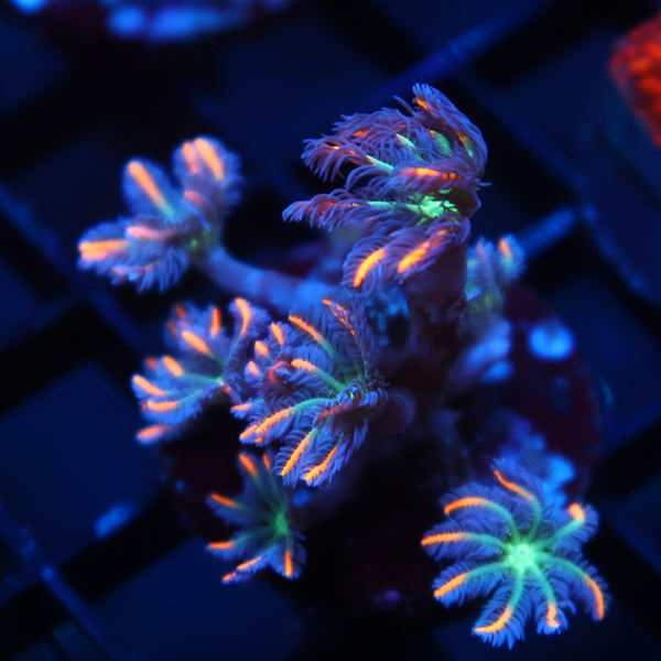 TCK Firework Cloves