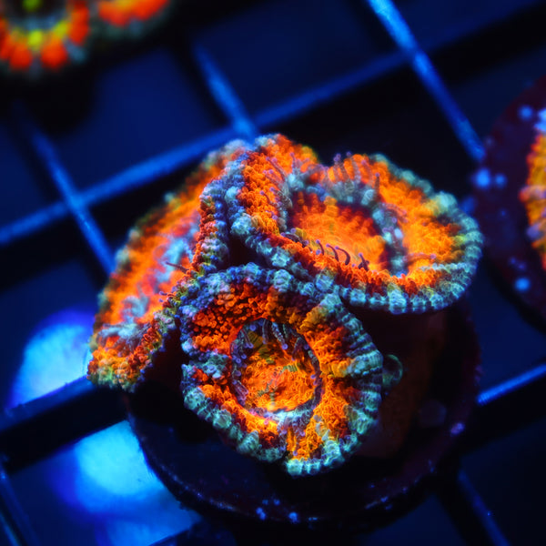 TCK Awesome Orange Acan Lord