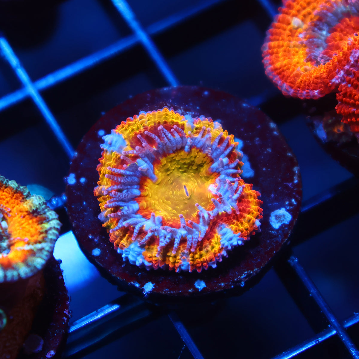 TCK Insanity Rainbow Acan Lord