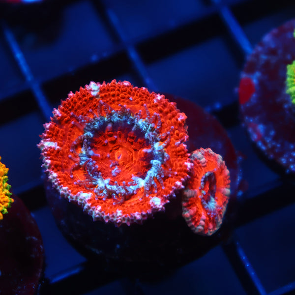 TCK Red Acan Lord