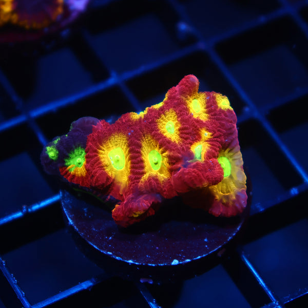 TCK Grafted Fire Favites