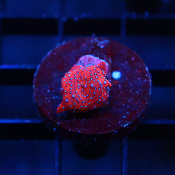 TCK Superman Mushroom