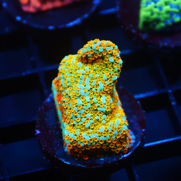TCK Rainbow Roads Monti