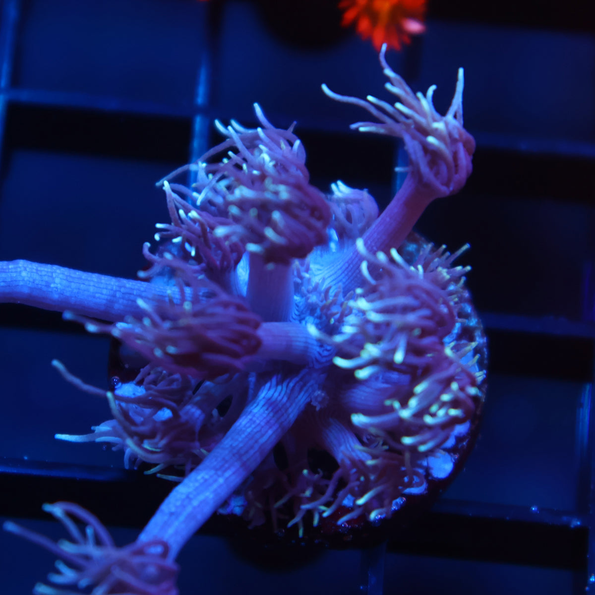 TCK Purple Goni