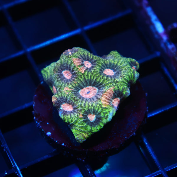 TCK Green And Pink Favia