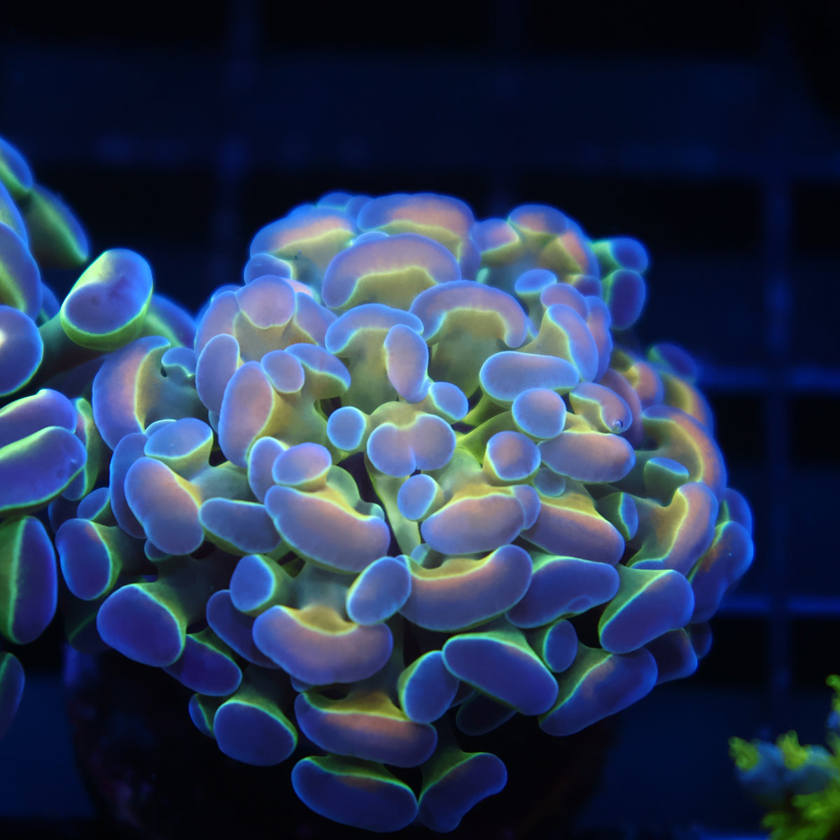 TCK Holographic Branching Hammer