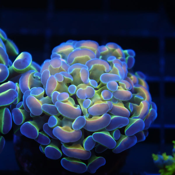 TCK Holographic Branching Hammer